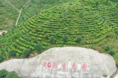 商城县全国绿色食品原料(高山茶)标准化生产基地